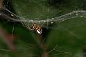 Frontinellina_frutetorum_D4955_Z_82_Les Gris_Frankrijk